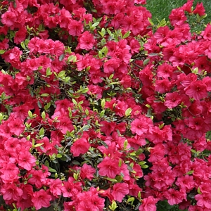 Azalea Girard Crimson